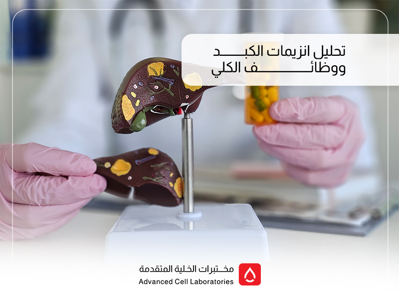 تحاليل وظائف الكبد: دليلك الكامل لفهم الفحوصات وأهميتها